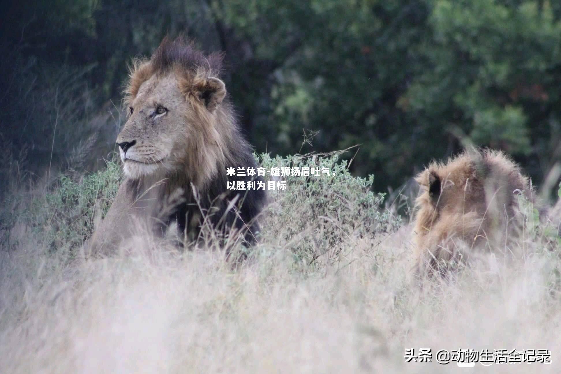 雄狮扬眉吐气，以胜利为目标